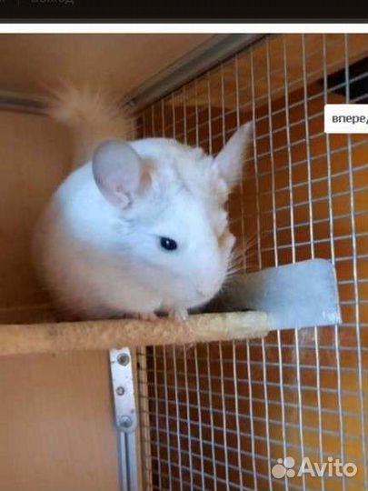 Шиншилла-Белый бриллиант н э н а 100 в опл резерве