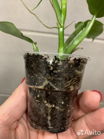 Филодендрон хастатум сильвер. Комнатные растения