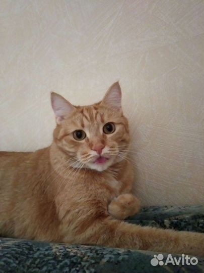 Лучший котик