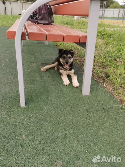 Собака в добрые руки, щенок