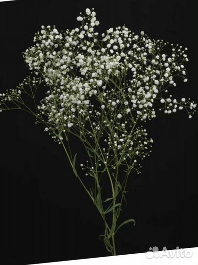 Цветы гипсофила