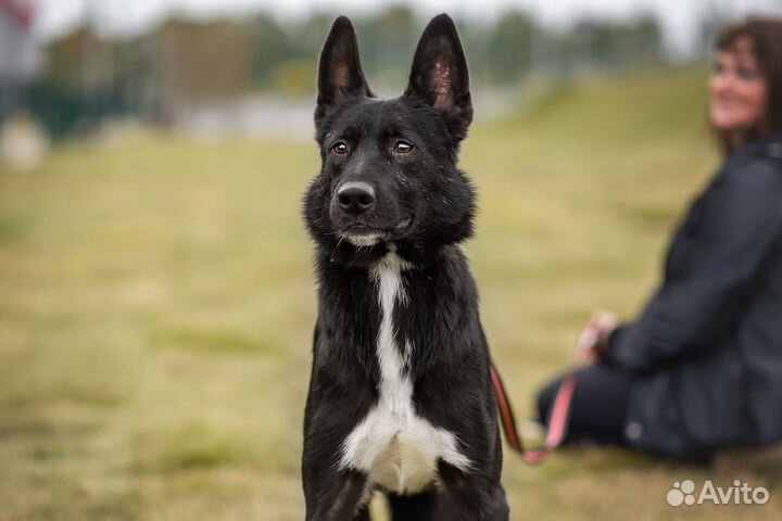 Бутч из приюта ищет дом