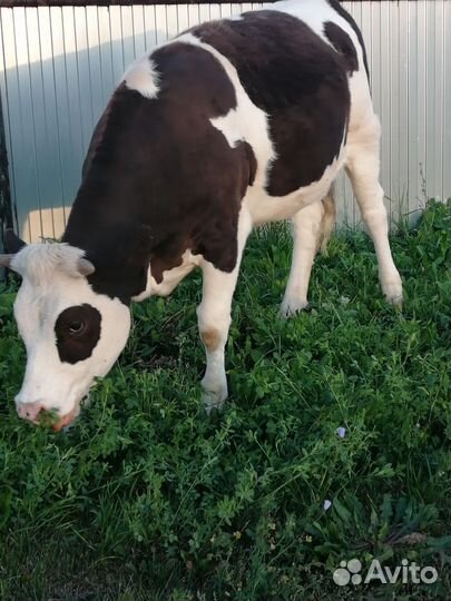 Телку стельную