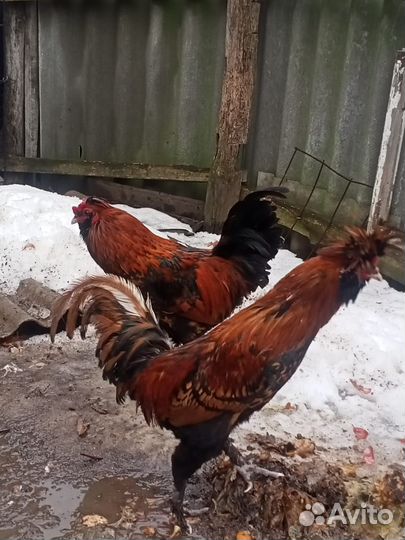 Петушки молодые