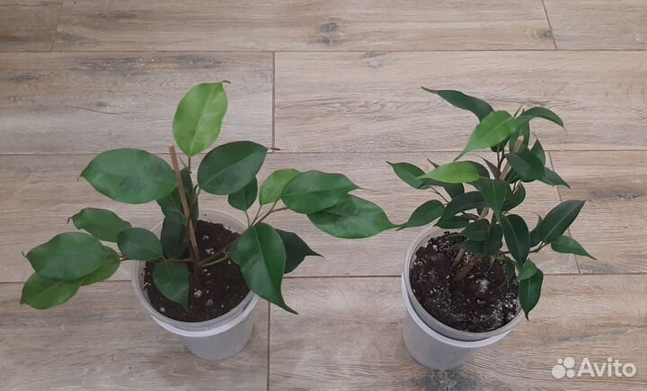 Фикусы 3