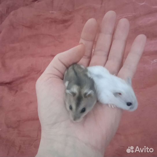 Джунгарские хомячки (клетки, корм)