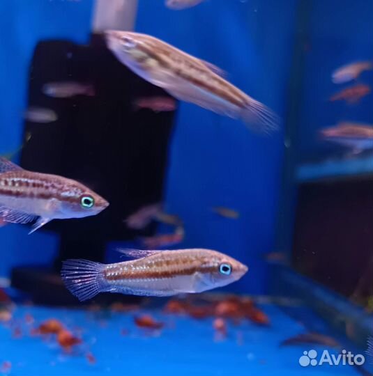 Аквариумные рыбки в Москве