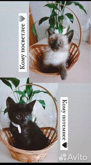 Котята в добрые руки