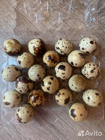 Яйца перепелиные домашние