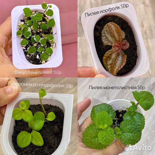 Комнатные растения 30 видов