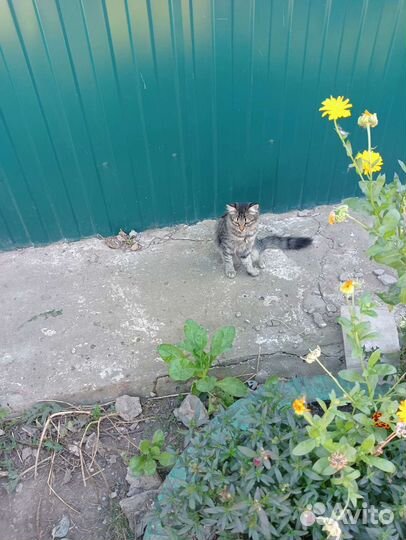 Кошка в дар