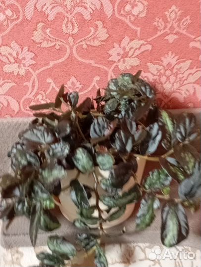 Комнатные цветы