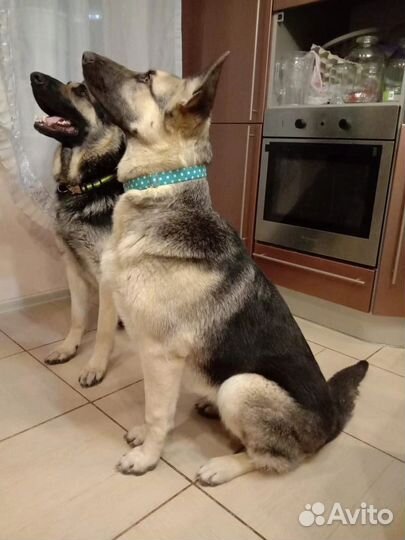 Щенки Восточно-Европейской овчарки