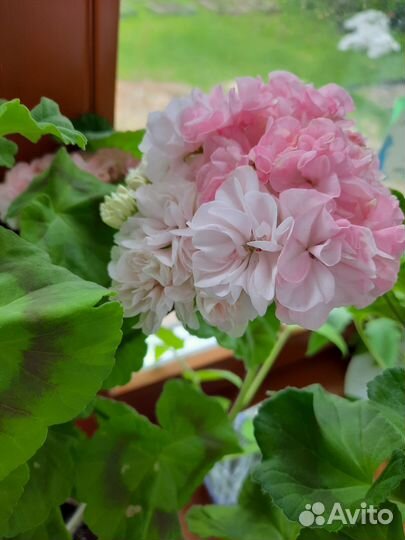 Герань пеларгония