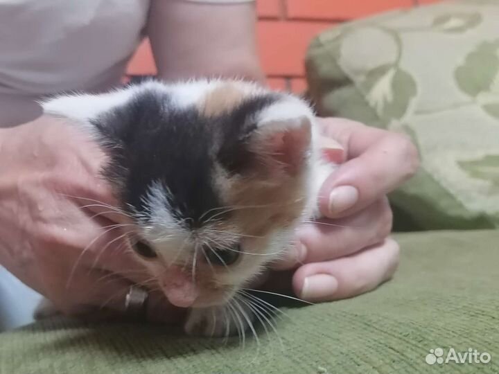 Котенок девочка в добрые руки