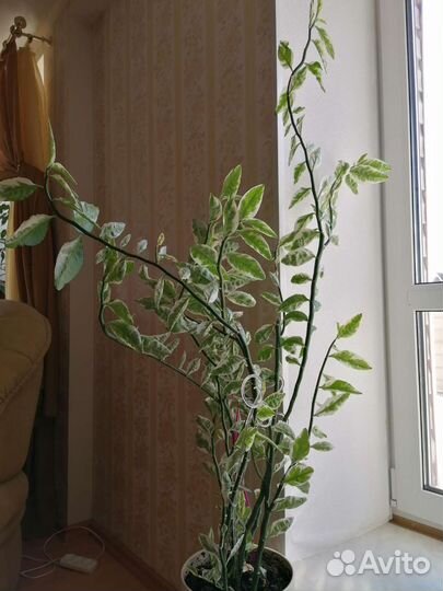 Фикус, декабрист, педилантус