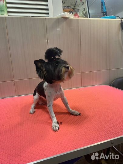 Уход за животными