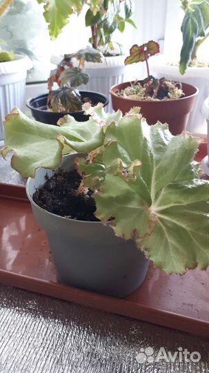 Бегония.Комнатные цветы