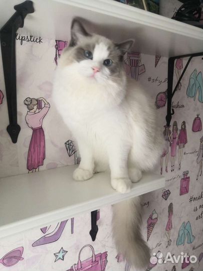 Замечательный котенок Ragdoll