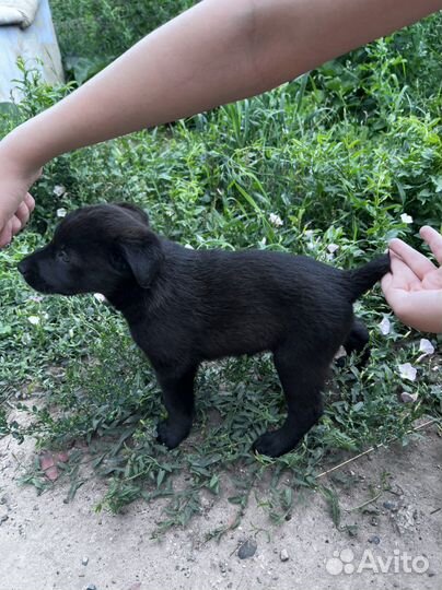 Щенок в добрые руки