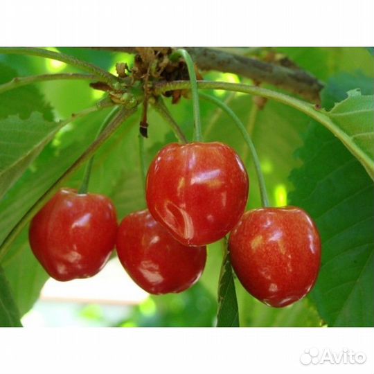 Продаю саженцы черешни