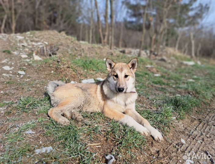 Щенок в добрые руки