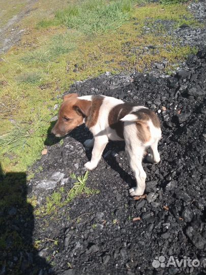 Фокстерьер