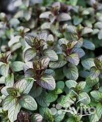 Мята, флоксы, спирея