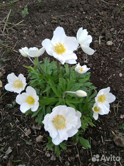 Цветы для дачи