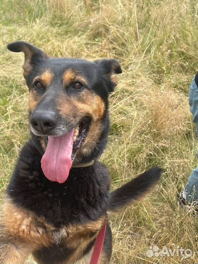 Собака Честер