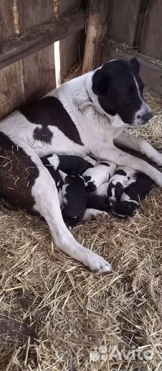 Щенки сао алабай