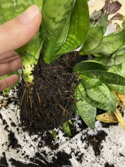 Сансевиерия робуста