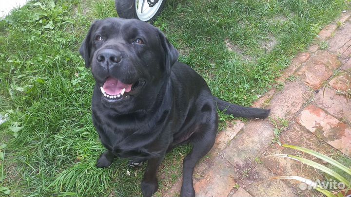 Вязка лабрадор