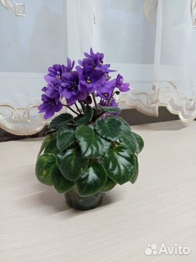 Мини фиалки