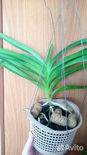 Орхидея ванда V. Pachara Delight