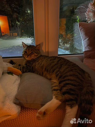 Кошка в дар бесплатно