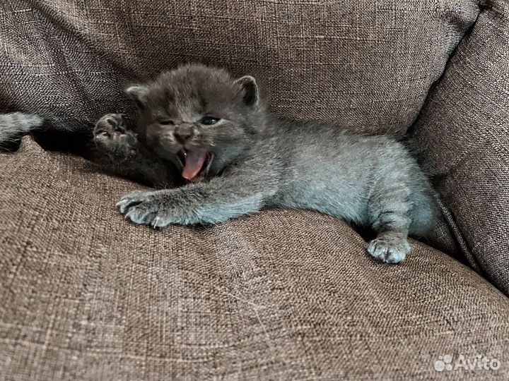 Вислоухие котята
