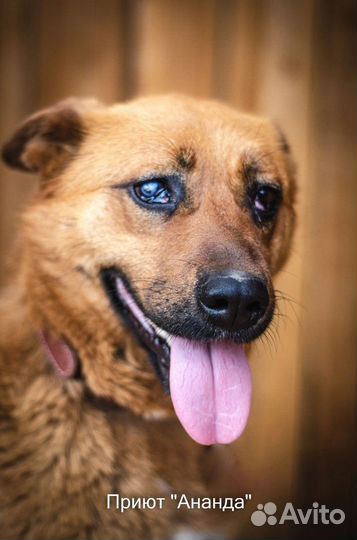 Собакам приюта Ананда нужны хозяева