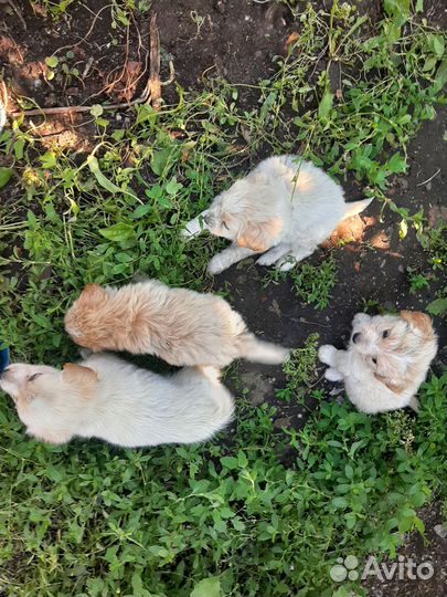 Щенки