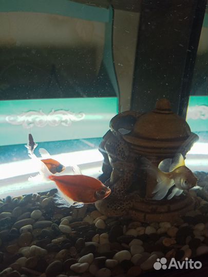 Аквариум с рыбками бу