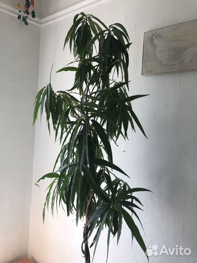 Фикус Али (Биннендийка) 1,2 метра