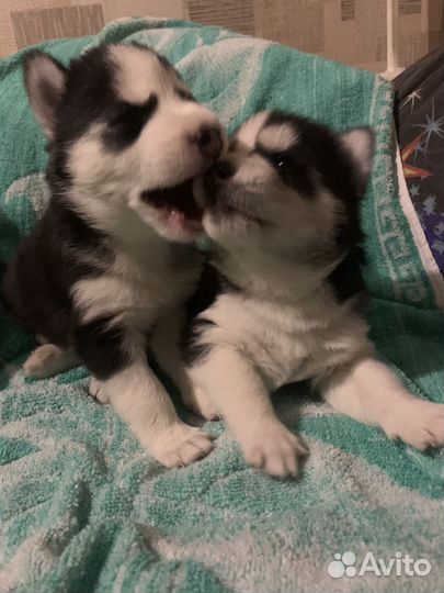 Щенки сибирской хаски