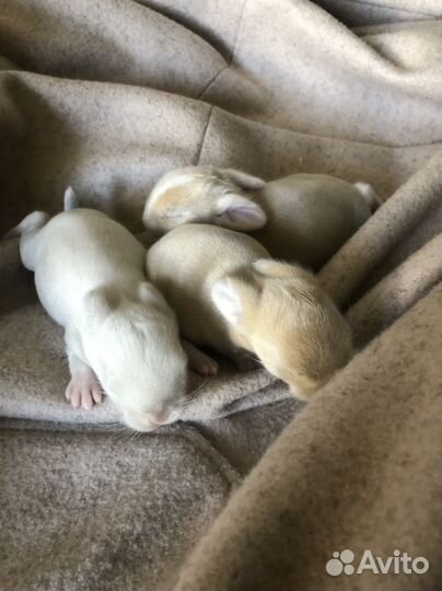 Карликовый кролик