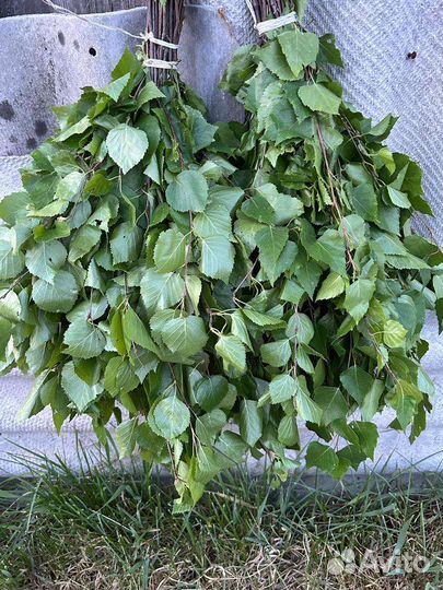 Берёзовые веники