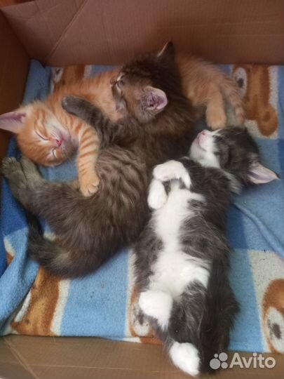 Кошки в добрые руки