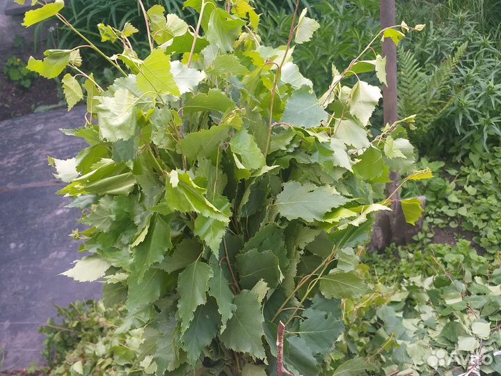 Веники для бани