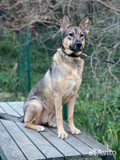 Статная овчарка девочка в добрые руки