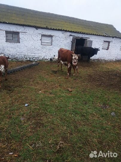 Коровы, телята