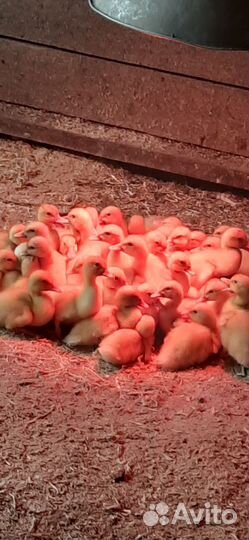 Утята стар 53 и Агидель