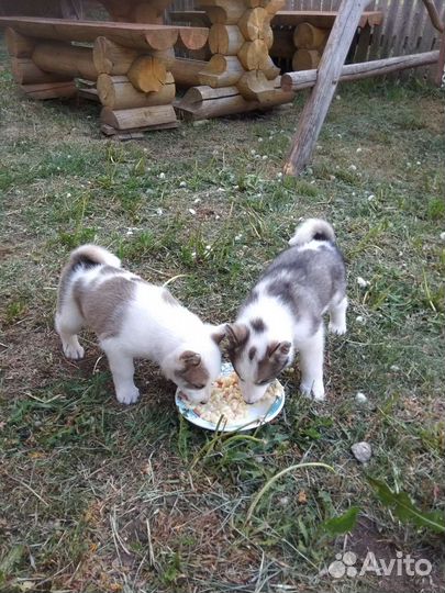 Собака в добрые руки щенок